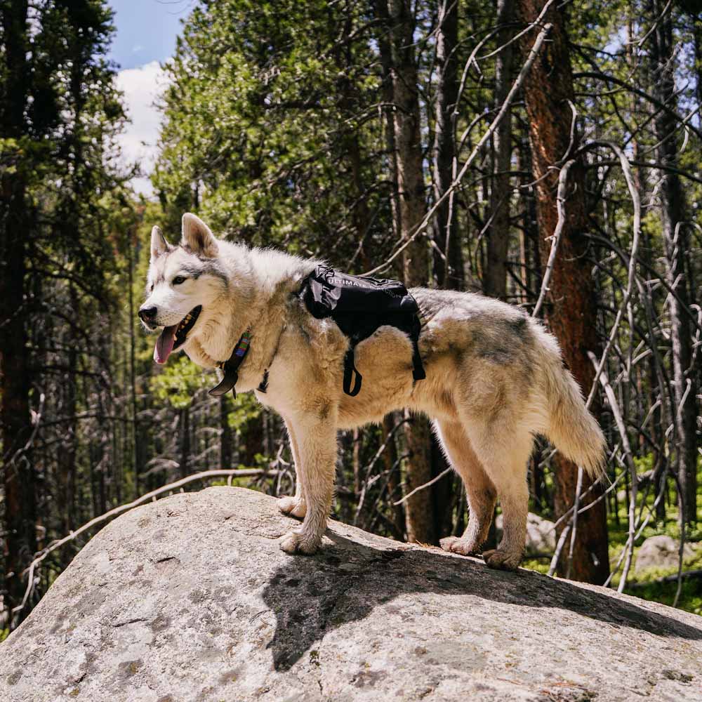  Ultimate Direction Dog Vest V2