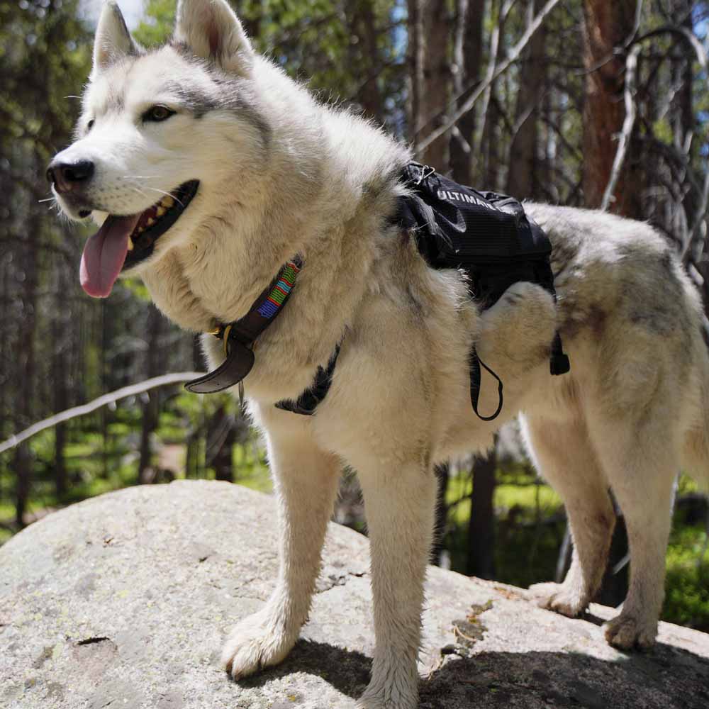  Ultimate Direction Dog Vest V2